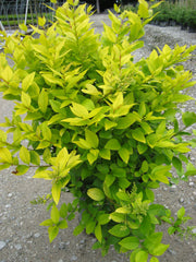 Vicary Golden Privet ~ Ligustrum x vicaryi G3