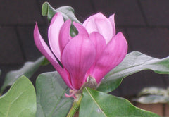 Ann Magnolia ~ Magnolia x 'Ann' G3
