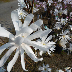 Royal Star Magnolia ~ Magnolia stellata 'Royal Star' G3