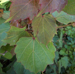 Robusta Boston Ivy ~ Parthenocissus tricuspidata 'Robusta' G1