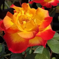 Sunset Horizon™ Floribunda Rose ~ Rosa 'Meisistoma' G3