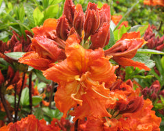 Gibraltar Azalea ~ Rhododendron 'Gibraltar' G3