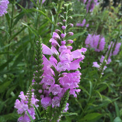 Pink Manners Obedient Plant ~ Physostegia virginiana G1