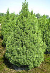 Dwarf Alberta Spruce ~ Picea glauca 'Conica' G2