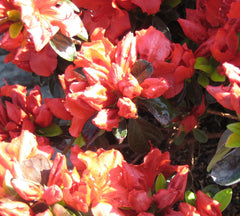 Girard’s Crimson Azalea ~ Rhododendron 'Girard's Crimson' G3