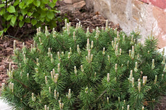 Enci Mugo Pine ~ Pinus mugo 'Enci' G3