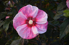 Summerific® Cherry Choco Latte Rose Mallow ~ Hibiscus x 'Cherry Choco Latte' G2