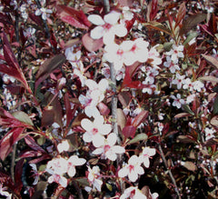 Purple Leaf Sand Cherry ~ Prunus x cistena G3