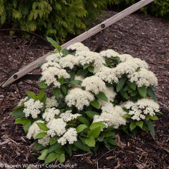 Lil' Ditty® Witherod Viburnum ~ Viburnum cassinoides 'SMNVCDD' G3