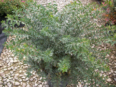 Snowmound Spirea ~ Spiraea nipponica 'Snowmound' G3