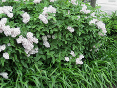 Miss Kim Korean Lilac ~ Syringa pubescens subsp. patula 'Miss Kim' G3