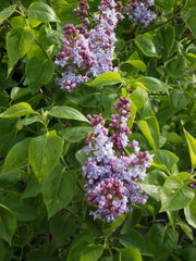 Common Lilac ~ Syringa vulgaris G3
