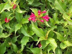 Red Prince Weigela ~ Weigela florida 'Red Prince' G3