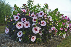 Summerific® Perfect Storm Rose Mallow ~ Hibiscus x G1