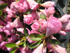 Rosebud Azalea ~ Rhododendron x 'Rosebud' G3