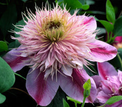 Empress™ Clematis ~ Clematis x 'Evipo011' 19CM