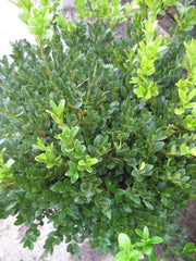 Green Velvet Boxwood ~ Buxus x 'Green Velvet' G3