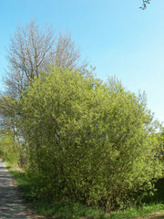 Pussy Willow ~ Salix caprea G3