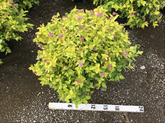 Goldmound Spirea ~ Spiraea japonica 'Goldmound' G3
