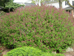 Palibin Lilac Tree ~ Syringa meyeri 'Palibin' G3