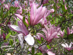 Jane Magnolia ~ Magnolia x 'Jane' G3