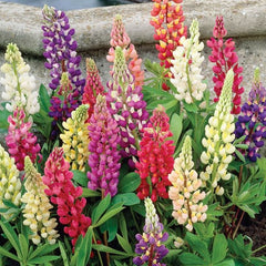 Assorted Russe Hybrids Lupine ~ Lupinus polyphyllus 'Russell Hybrids' 17CM