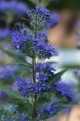 Dark Knight Bluebeard ~ Caryopteris x clandonensis 'Dark Knight' G2