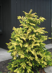 Fernspray Gold Hinoki Cypress ~ Chamaecyparis obtusa 'Fernspray Gold' G3