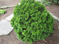 Tempelhof Cypress ~ Chamaecyparis obtusa 'Tempelhof' G3