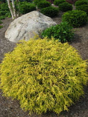 Golden Mop Threadleaf False Cypress ~ Chamaecyparis pisifera 'Golden Mop' G3