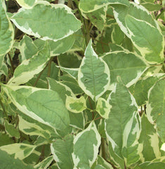 Ivory Halo® Dogwood ~ Cornus alba 'Bailhalo' G3