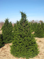 Fernspray False Cypress ~ Chamaecyparis obtusa 'Filicoides' G3