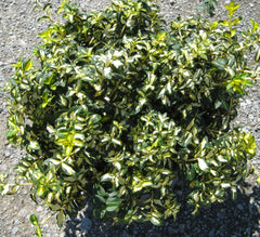 Moonshadow Wintercreeper ~ Euonymus fortunei 'Moonshadow' G2