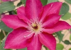 Garland® Tekla™ Clematis ~ Clematis x 'Evipo069' 19CM