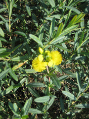 Sunburst St. John's Wort ~ Hypericum frondosum 'Sunburst' G2