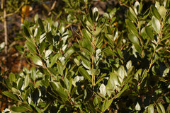 Densa Inkberry Holly ~ Ilex glabra 'Densa' G3