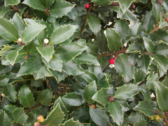 Blue Maid Holly ~ Ilex x meserveae 'Blue Maid' G3