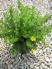 Goldfinger Potentilla ~ Potentilla fruticosa 'Goldfinger' G2