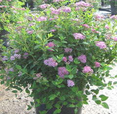 Little Princess Spirea ~ Spiraea japonica 'Little Princess' G2