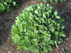 Autumn Joy Stonecrop ~ Sedum spectabile 'Autumn Joy' 19CM