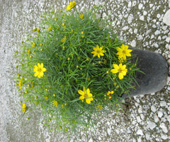 Zagreb Tickseed ~ Coreopsis verticillata 'Zagreb' 19CM