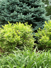 Henry's Garnet Sweetspire ~ Itea virginica 'Henry's Garnet' G3