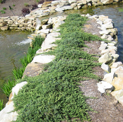 Blue Rug Juniper ~ Juniperus horizontalis 'Wiltonii' G2