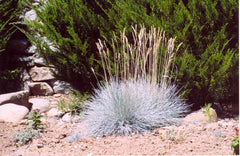 Elijah Blue Fescue ~ Festuca glauca 'Elijah Blue' G1