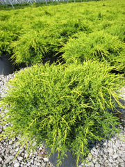 Old Gold Juniper ~ Juniperus chinensis 'Old Gold' G3