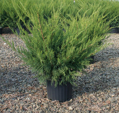 Sea Green Juniper ~ Juniper chinensis 'Sea Green' G3