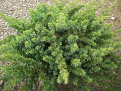 Blue Pacific Shore Juniper ~ Juniperus conferta 'Blue Pacific' G3