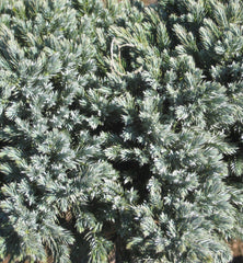 Blue Star Juniper ~ Juniperus squamata 'Blue Star' G2