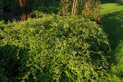 Cutleaf Stephanandra ~ Stephanandra incisa 'Crispa' G2