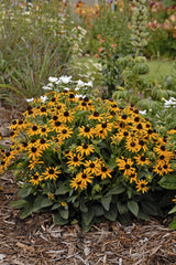 Little Goldstar Black-Eyed Susan ~ Rudbeckia fulgida G1
